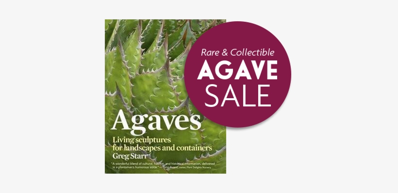 Agaves Living Sculptures For Landscapes And Containers Agaves Living