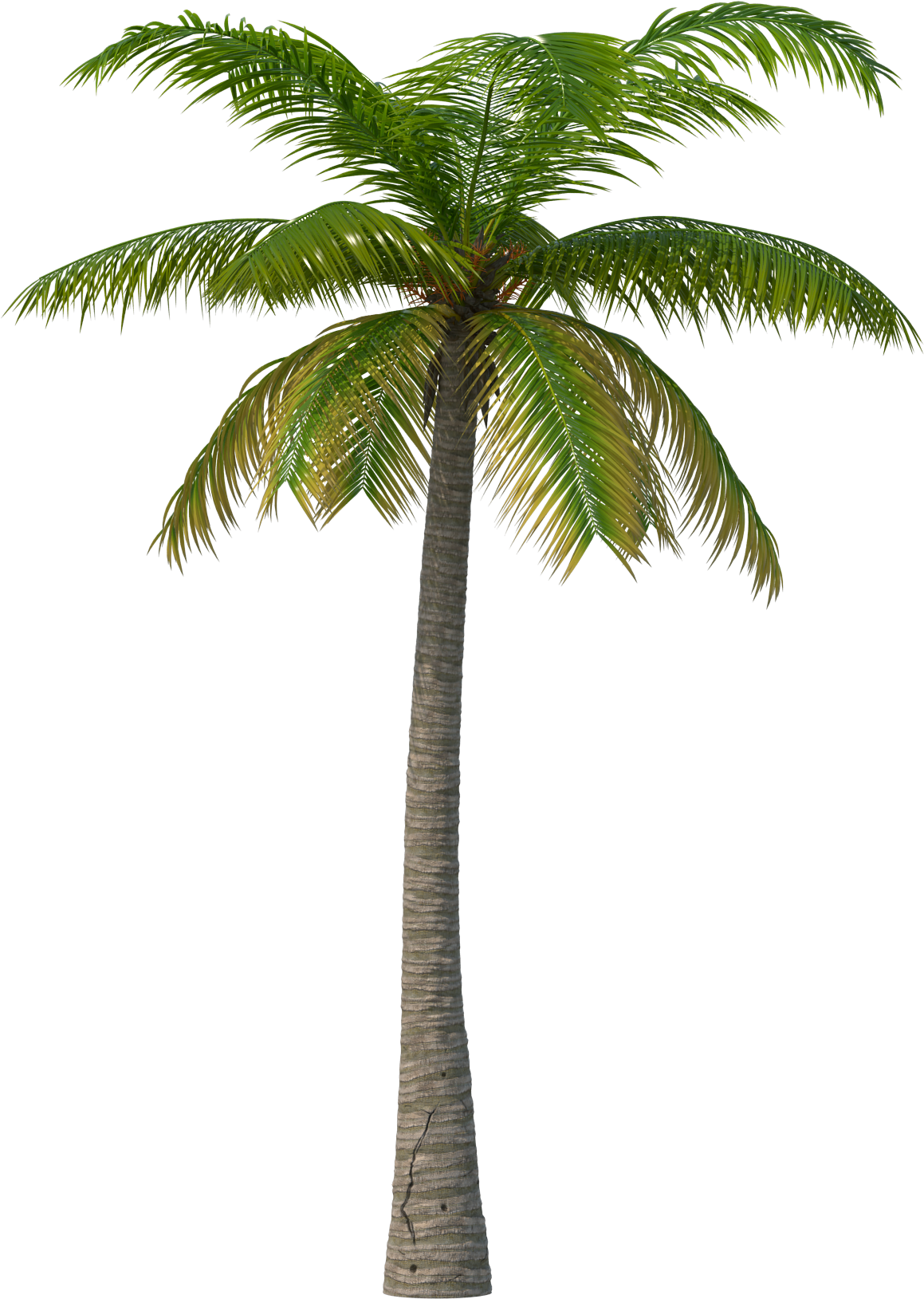 Palm Tree Png Transparent Imagesee