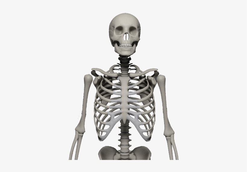 Skeleton png. Скелет человека. Скелет на прозрачном фоне. Человеческие кости. Прозрачный скелет.