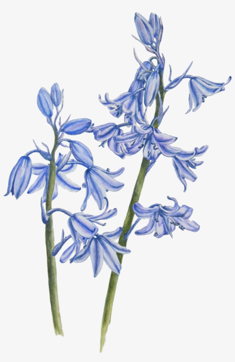 Bluebells In Watercolour Paint - Watercolor Painting, transparent png #10080