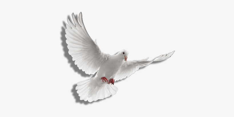 Holy Spirit Dove Png Clip Art Transparent Stock - Holy ...