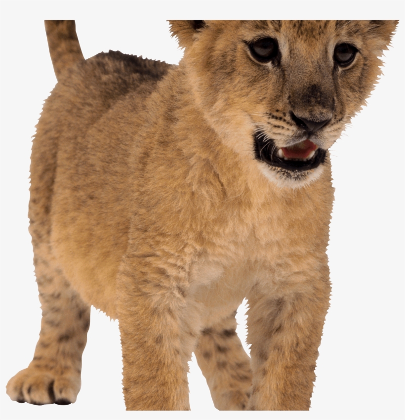 Free Free Baby Lion Svg Free 592 SVG PNG EPS DXF File