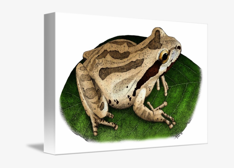 Amphibian Drawing Pacific Chorus Frog - Pacific Tree Frog Drawing, transparent png #10063567