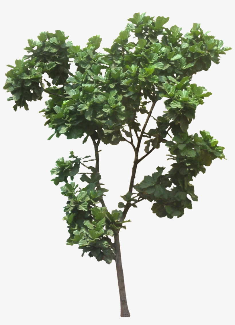 Tree Cut Out, Jungle Tree, Plant Pictures, Trees To - Ficus Lyrata Tree Png, transparent png #1025349