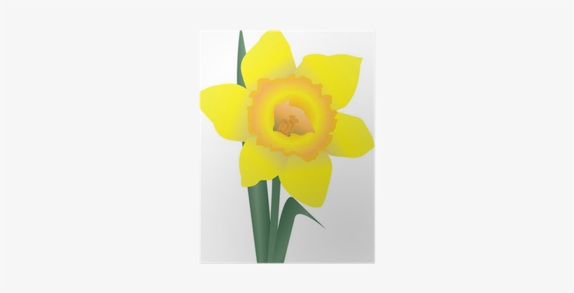 Narcissus - Free Transparent PNG Download - PNGkey