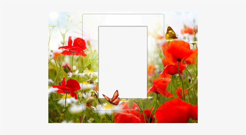 Frame With Poppies Canvas Wall Art Prints Red Flowers And White Daisies Free Transparent Png Download Pngkey