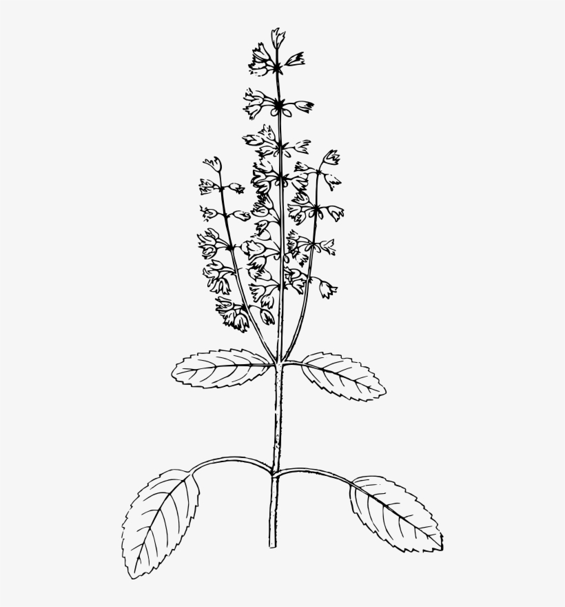 Graphic Free Clipart Holy Medium Image Holy Basil Herb Drawing