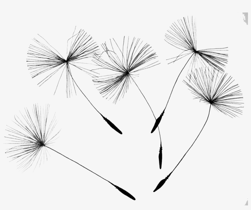 Download Svg Stock Common Dandelion Flower Seed Drift Transprent Dandelion Png Free Transparent Png Download Pngkey