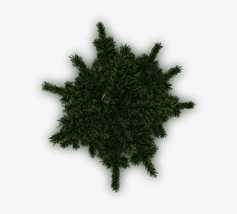 Sure, Two More - Tree - Free Transparent PNG Download - PNGkey