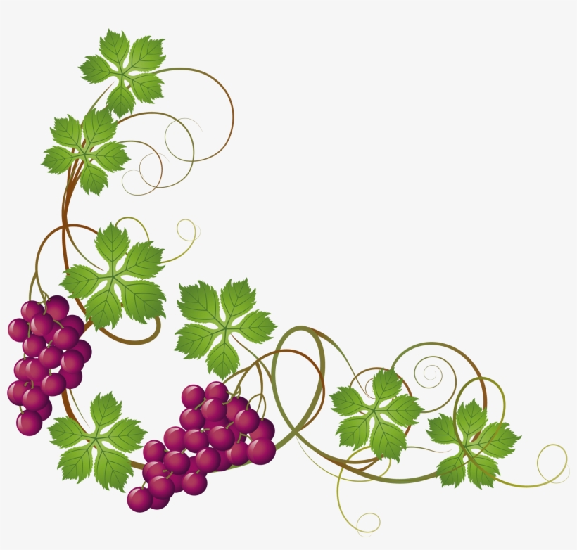Grape Vine At Getdrawings Com Free For - Grape Vines Clipart - Free ...