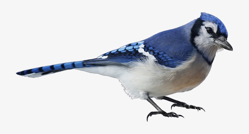 Blue Jay with Peanut clipart. Free download transparent .PNG
