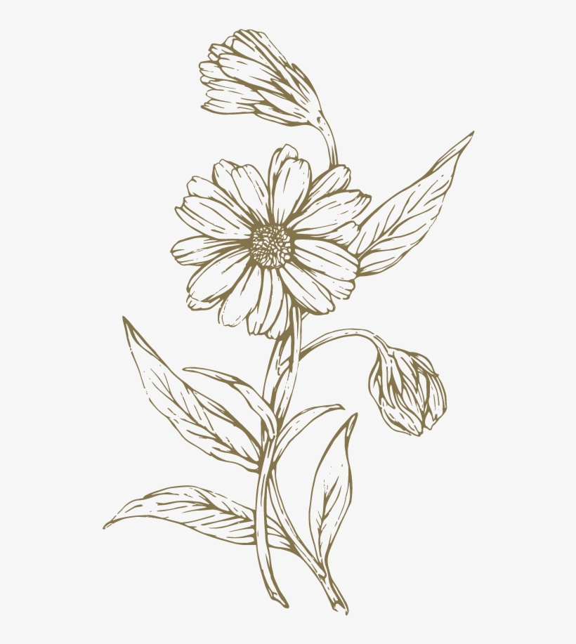 Freeuse Download At Getdrawings Com Free For Personal - Lily Family ...