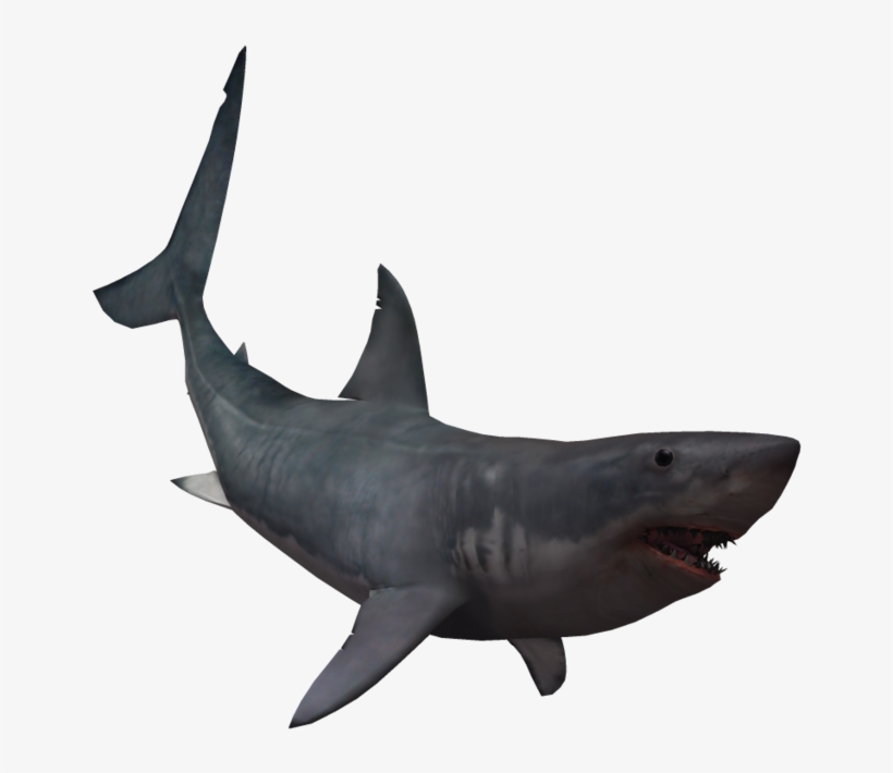Download Drawing Shark Real Svg Library Download Giant Shark No Background Free Transparent Png Download Pngkey