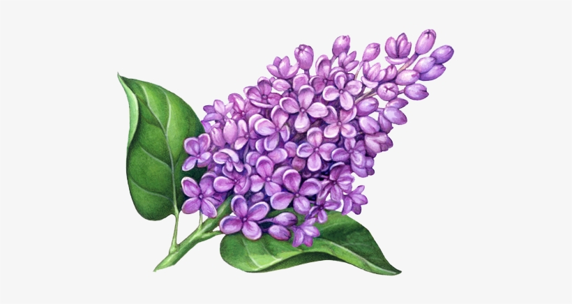 Drawing Of A Lilac - Free Transparent PNG Download - PNGkey