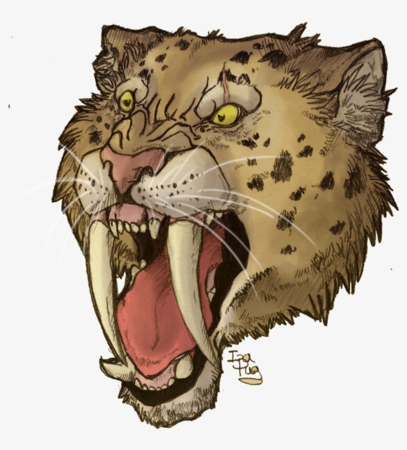 Saber-toothed tiger Sabretooth Saber-toothed cat Felidae, beautiful bunny  transparent background PNG clipart | HiClipart