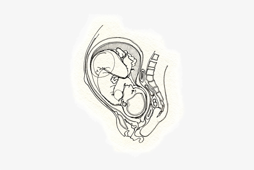 Fetus - Sketch - Free Transparent PNG Download - PNGkey