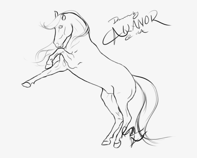 Rearing Horse Drawing / Vector grey colored stallion, symbol of power