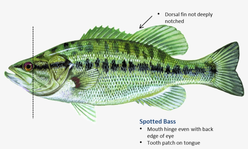 Spotted Bass Dorsal Fin Free Transparent Png Download Pngkey