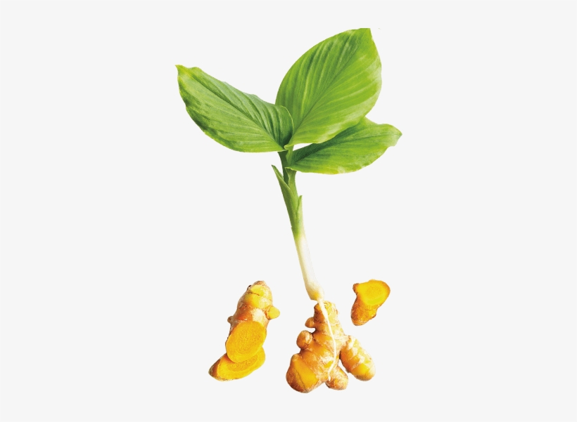 Turmeric Plant Png - Free Transparent PNG Download - PNGkey