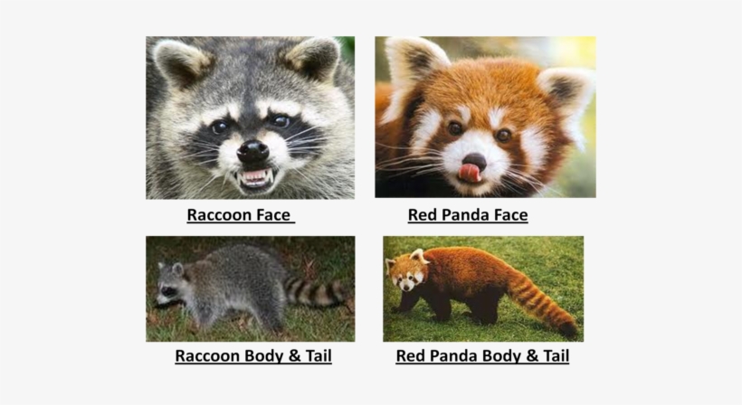 Picture2 - Raccoon And Red Panda Similarities - Free Transparent PNG