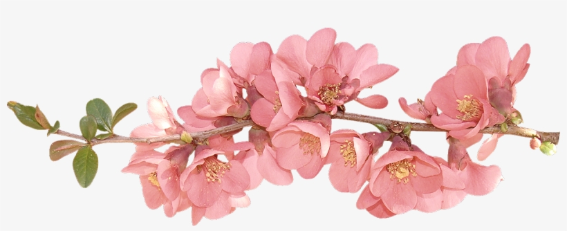 Image result for spring flower transparent background