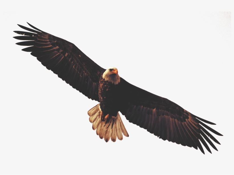 Golden Eagle Clipart Dead Eagle - Bald Eagle Sticker, transparent png #1440789