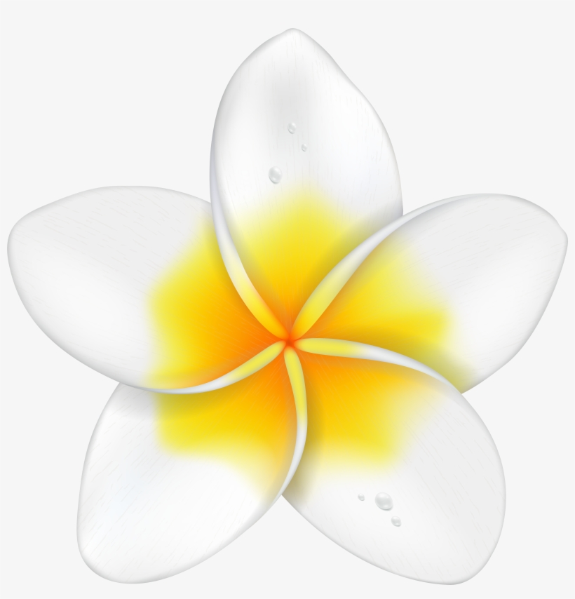 exotic flower plumeria png clip art imageu200b gallery free transparent png download pngkey exotic flower plumeria png clip art