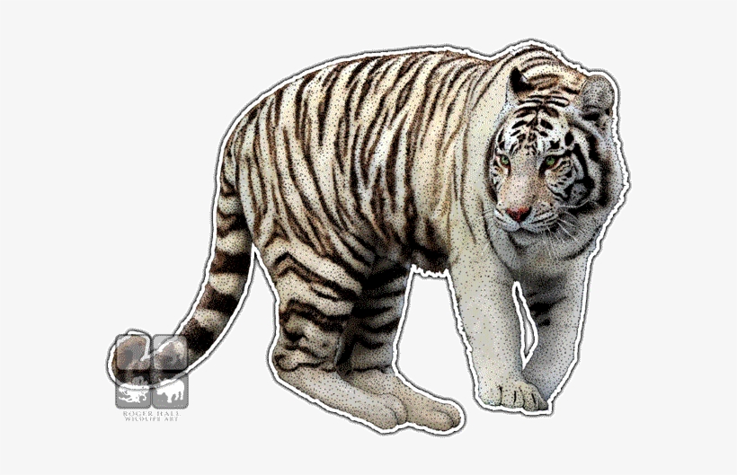 Graphic Stock Drawing Tiger Pen And Ink - White Tiger Wall Clock, transparent png #1496177