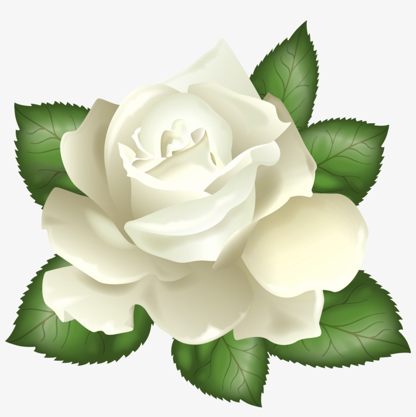 White Rose Transparent Background Free Transparent Png Download Pngkey