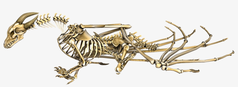 Dragon Skeleton Wings Dragon Skeleton No Background Free Transparent Png Download Pngkey - roblox wikia demon skeleton wings roblox hd png download kindpng