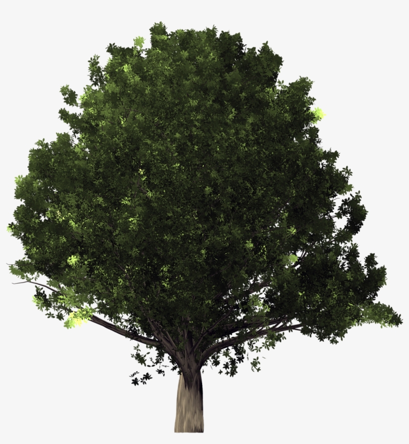 Desktop Wallpaper Tree Clip Art - Tree Transparent, transparent png #1514493