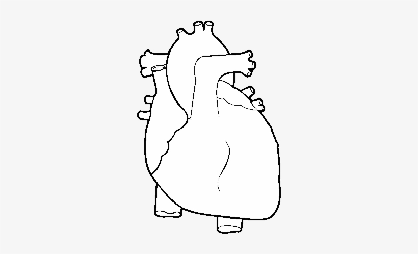 human heart coloring pages