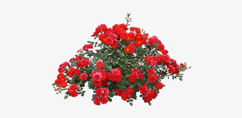 Tubes Trees Shrubs Foliage Red Rose Bush Png Free Transparent