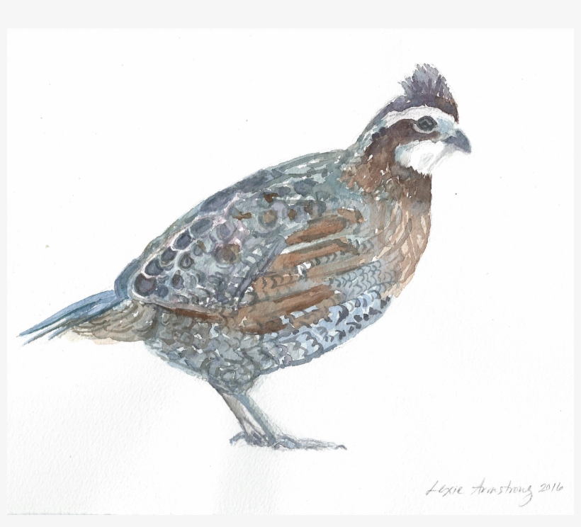 Northern Bobwhite Watercolor Painting - Watercolor Painting - Free ...