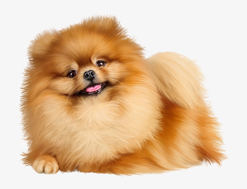 Pomeranian Png@pngkey.com