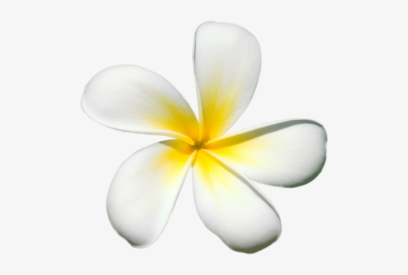 exotic flowers frangipani free transparent png download pngkey exotic flowers frangipani free