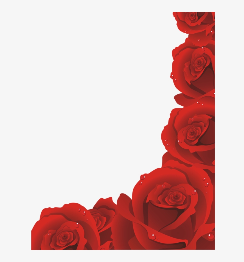 page 81 red rose png red rose petals red roses  free red