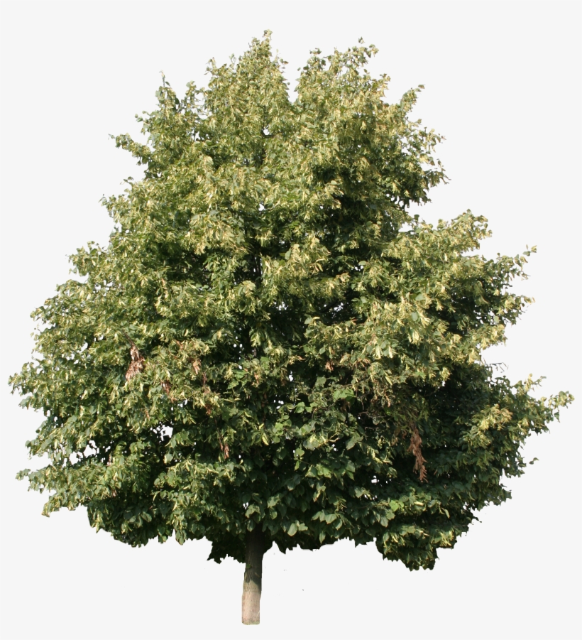 2d Trees - Linden Tree Cut Out - Free Transparent PNG Download - PNGkey