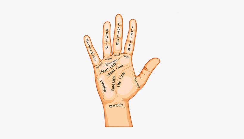 Palm Reading - Do Your Hand Lines Say About You, transparent png #1699780