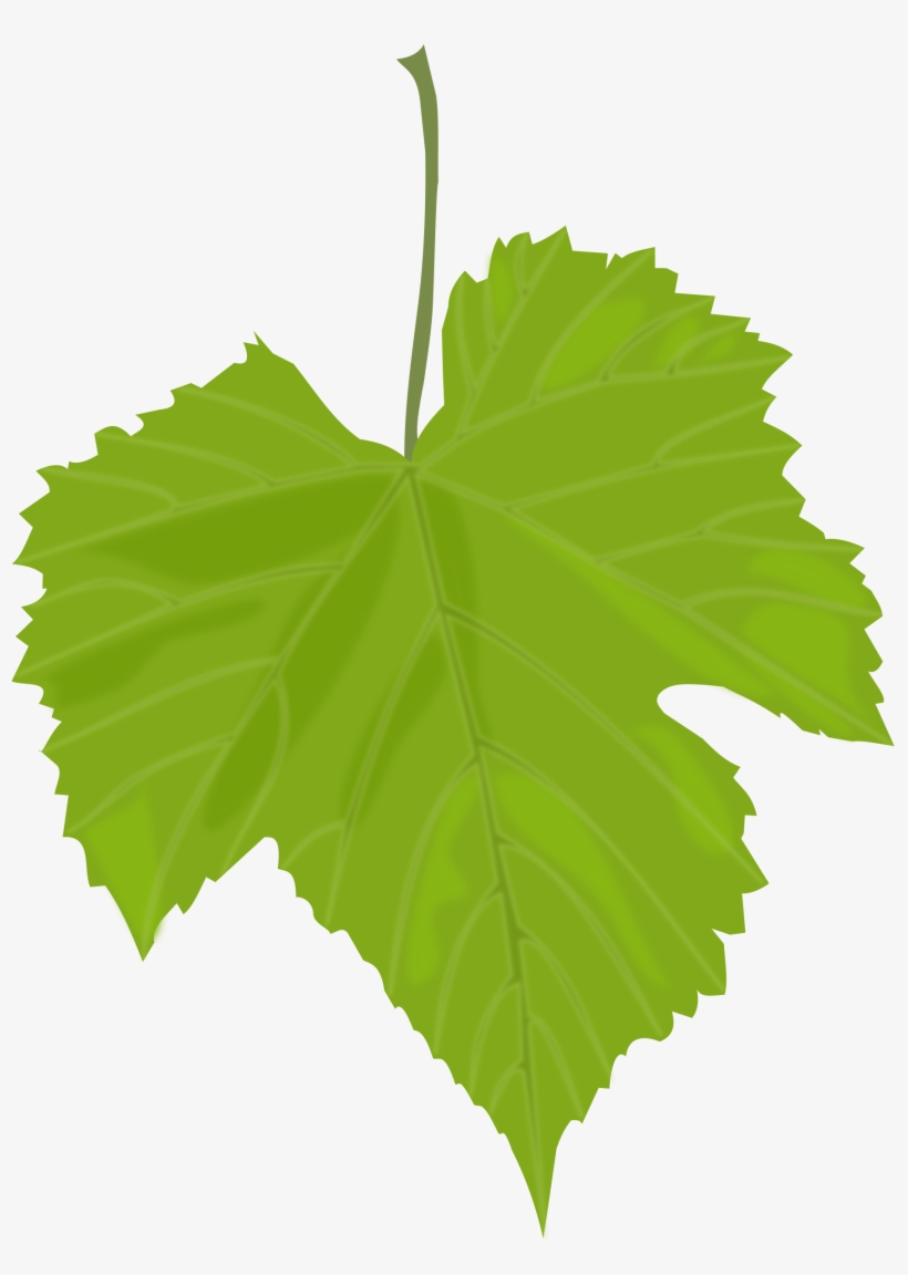 Green leaves png images