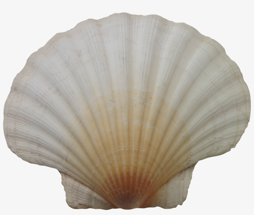 Seashell Png - Ракушка Фотошоп, transparent png #1712959