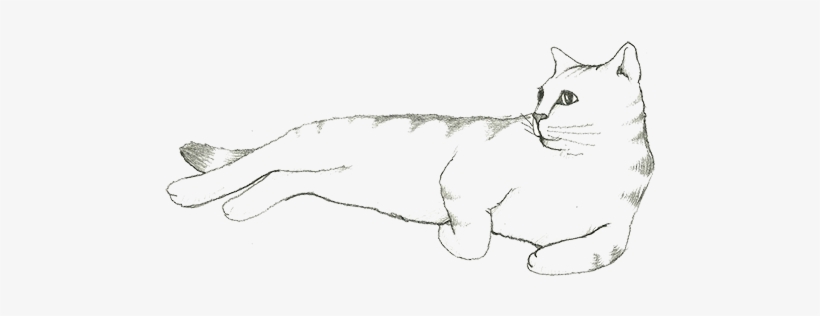 cat sketches in pencil