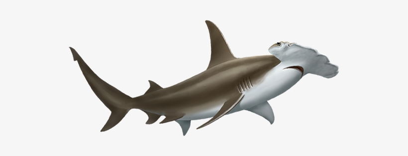 Hammerhead Shark - Free Transparent PNG Download - PNGkey