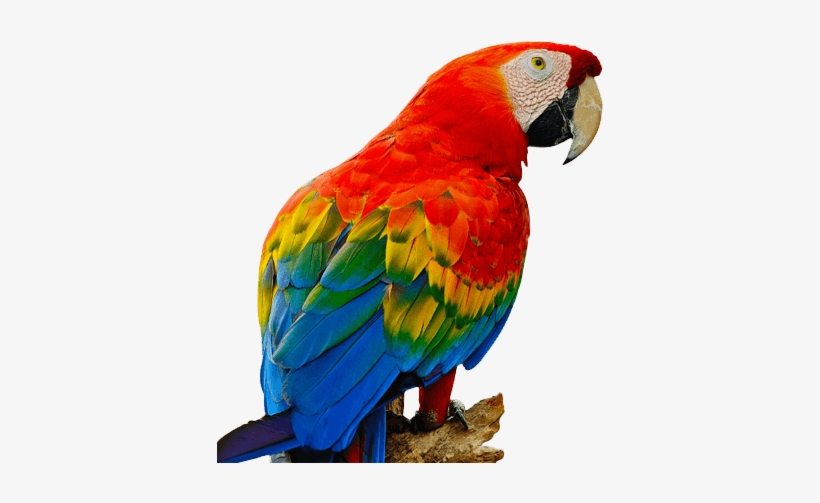 parrot png red parrot png free transparent png download pngkey parrot png red parrot png free