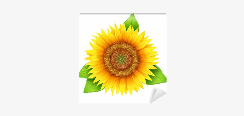 Flower Of Sunflower With Leaves, Isolated On White, - Sunflower Oil ...