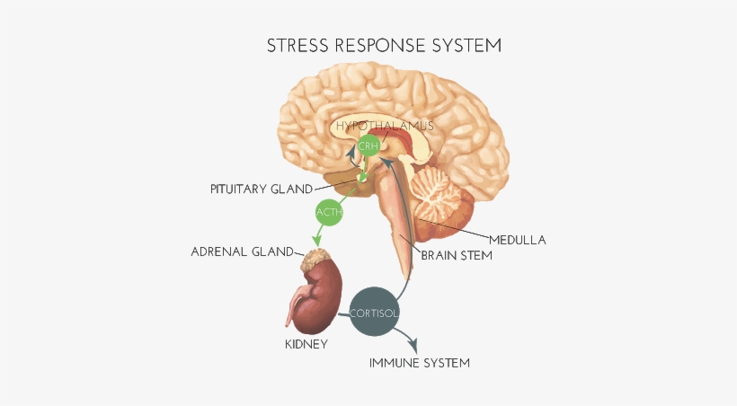 Outline Of The Control Of Glucocorticoid Secretion - Stress 