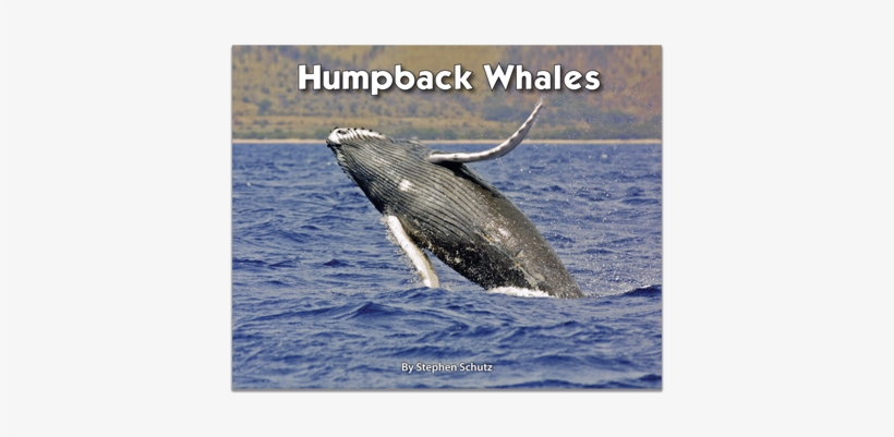 Do Humpback Whales Protect Other Animals - Free Transparent PNG ...