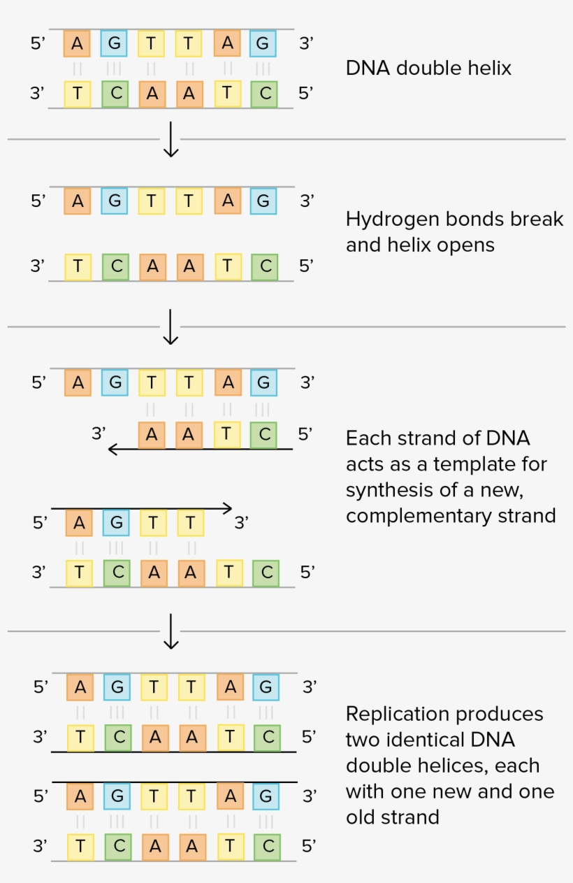 Schematic Of Watson And Crick's Basic Model Of Dna - Dna - Free ...