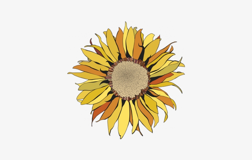 V Girasol Pintado - Drawing - Free Transparent PNG Download - PNGkey