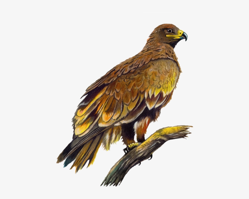 Click And Drag To Re-position The Image, If Desired - Eagle, transparent png #21699